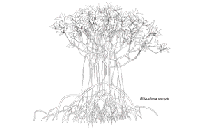 Mangrovenwälder (Rhizophora mangle)